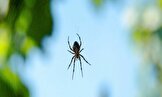 ۱۰ حقیقت حیرت‌انگیز درباره عنکبوت‌ها که باید بدانید