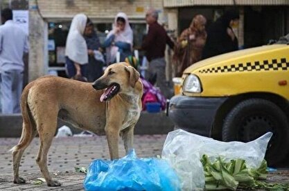 زنده گیری روزانه 50 سگ بی‌صاحب در تهران/ شهرداری: مردم از غذارسانی بی رویه اجتناب کنند