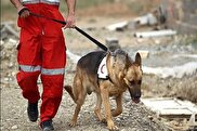 ببینید / سگ‌های زنده یاب هلال احمر در جست‌وجوی یسنا، کودک مفقود شده در کلاله