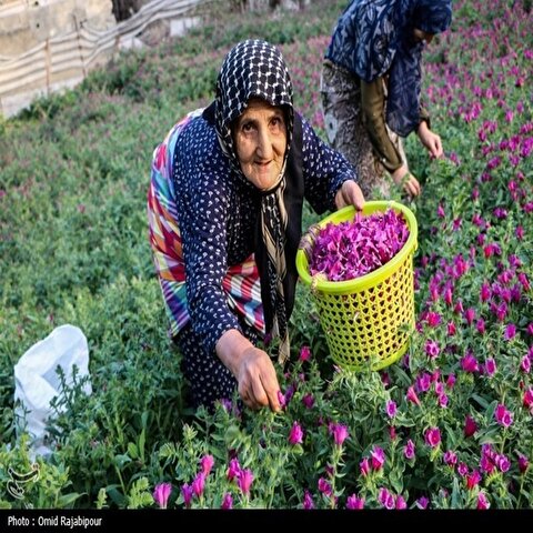 تصاویر: برداشت گل گاو زبان در گیلان