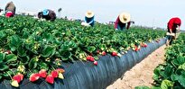 ببینید/ برداشت توت‌فرنگی در مزارع آمریکا