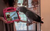 پژوهشگران: طوطی‌های در قفس ظاهراً از تماس تصویری با دیگر طوطی‌ها لذت می‌برند