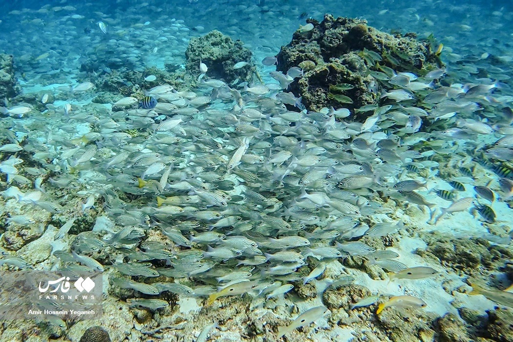 تصاویر: دنیای زیر آب در جزیره کیش