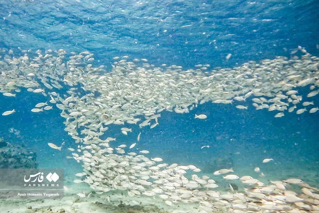 تصاویر: دنیای زیر آب در جزیره کیش