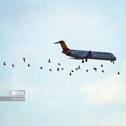 تصاویر: روز جهانی پرندگان مهاجر