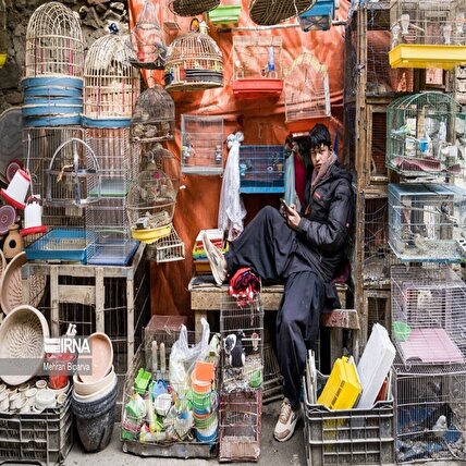تصاویر: بازار پرنده فروشان کابل