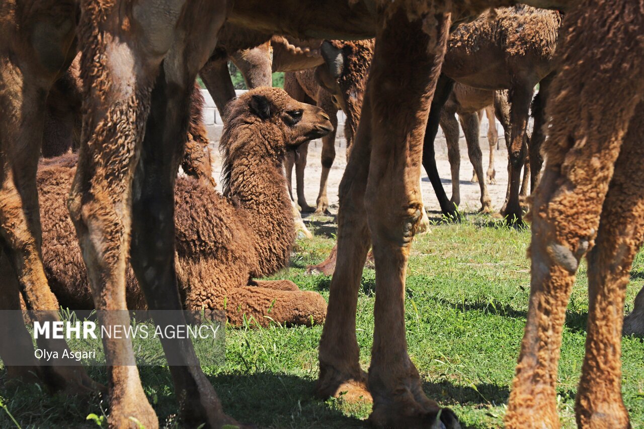 تصاویر: جشنواره ملی زیبایی شتر در شهر «انبارالوم» آق قلا