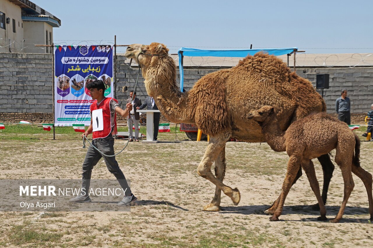تصاویر: جشنواره ملی زیبایی شتر در شهر «انبارالوم» آق قلا