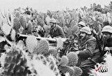 عکس/ جنگ جهانی دوم در میان کاکتوس های تونس