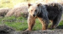 ببینید / مذاکره محیط بان با خرس در جنگل‌های مازندران: «خرس من برایت سوت می‌زنم تو نباید فرار کنی؟»