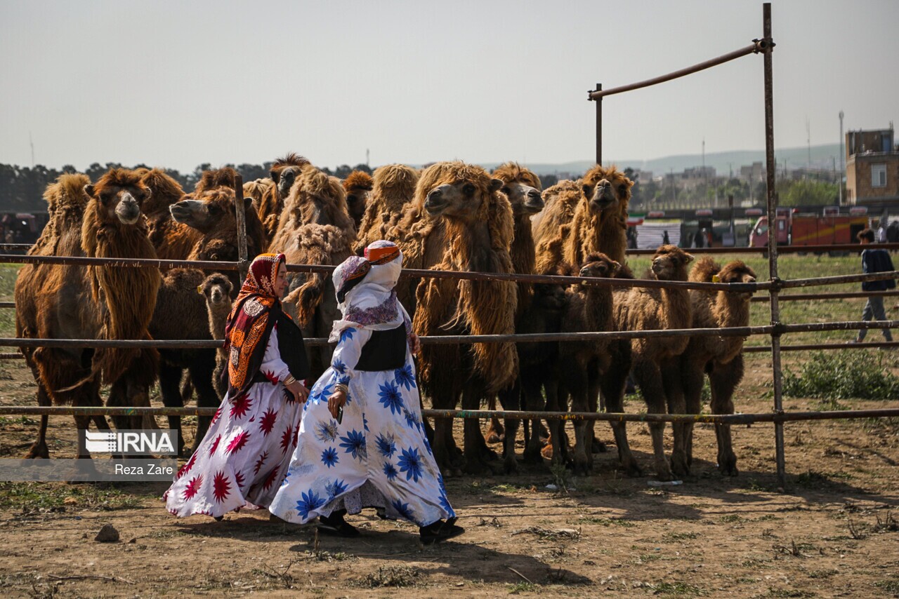 تصاویر: جشنواره کوچ عشایر مغان