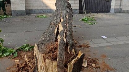 توضیحات شهرداری درباره قطع درختان کنار باغ موزه قصر: این ۱۳ اصله درخت، مبتلا به آفت پوست خوار و چوب خوار شده بودند