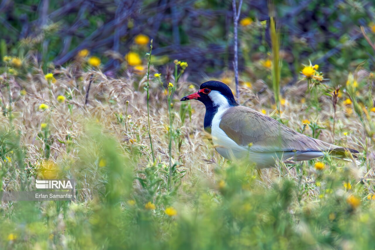 تصاویر: حیات وحش منطقه «چمیم»