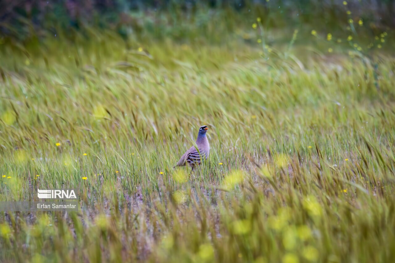 تصاویر: حیات وحش منطقه «چمیم»