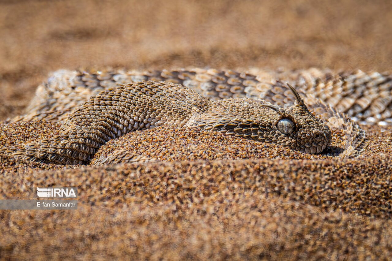 تصاویر: حیات وحش منطقه «چمیم»