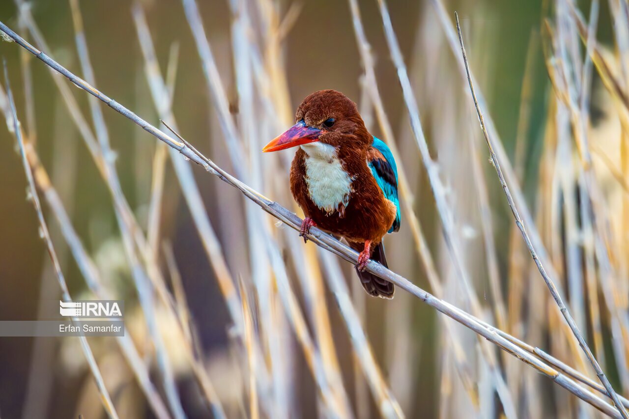 تصاویر: حیات وحش منطقه «چمیم»