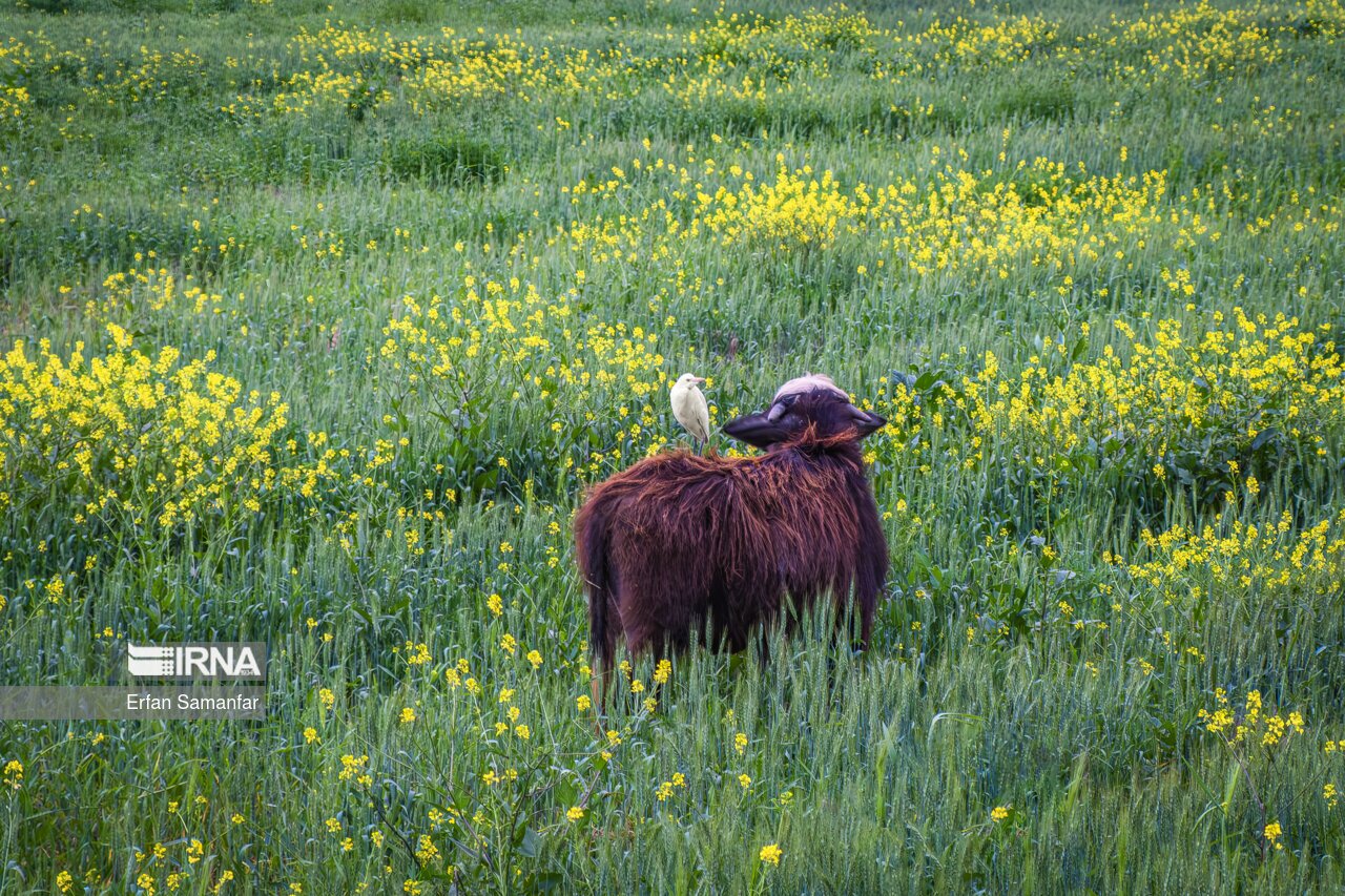 تصاویر: حیات وحش منطقه «چمیم»
