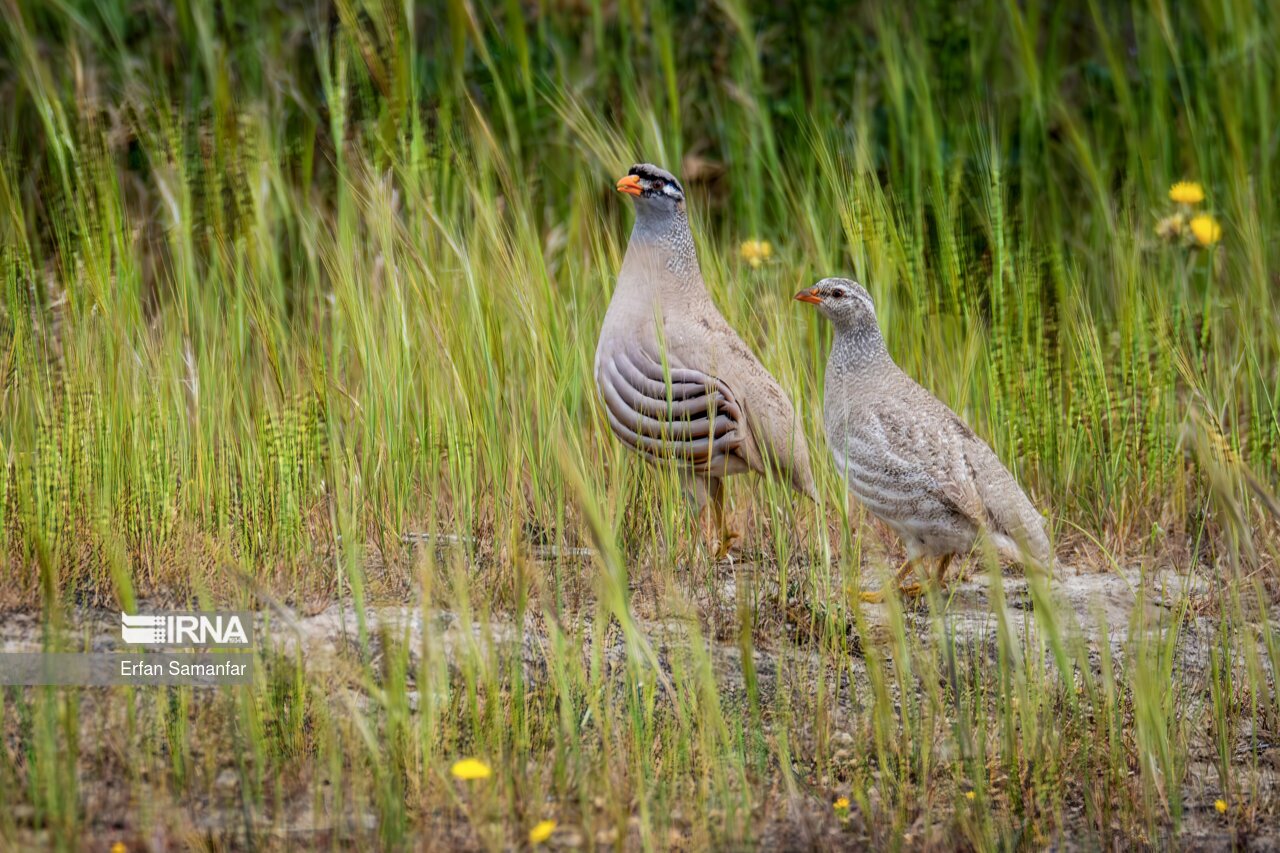 تصاویر: حیات وحش منطقه «چمیم»