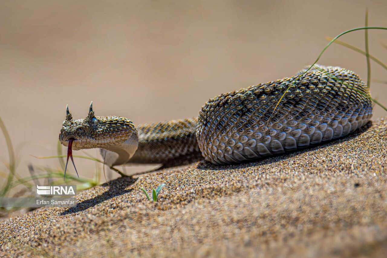 تصاویر: حیات وحش منطقه «چمیم»
