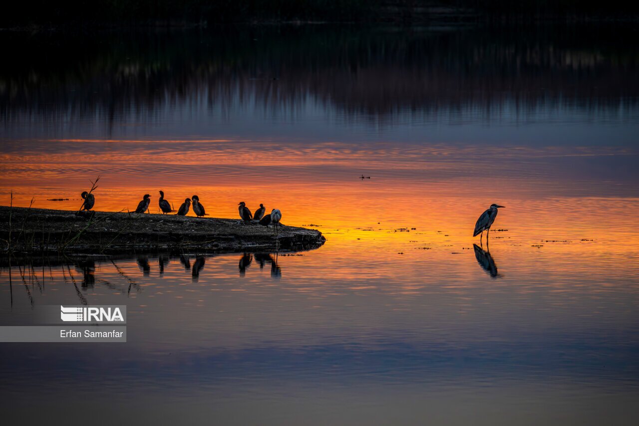 تصاویر: حیات وحش منطقه «چمیم»