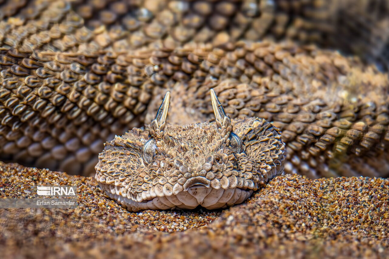 تصاویر: حیات وحش منطقه «چمیم»