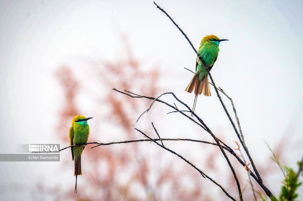 تصاویر: حیات وحش منطقه «چمیم»