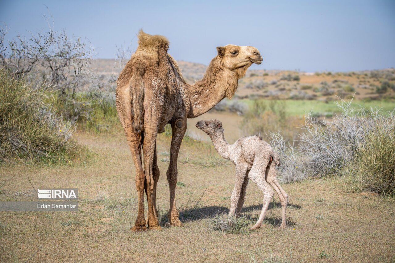 تصاویر: حیات وحش منطقه «چمیم»