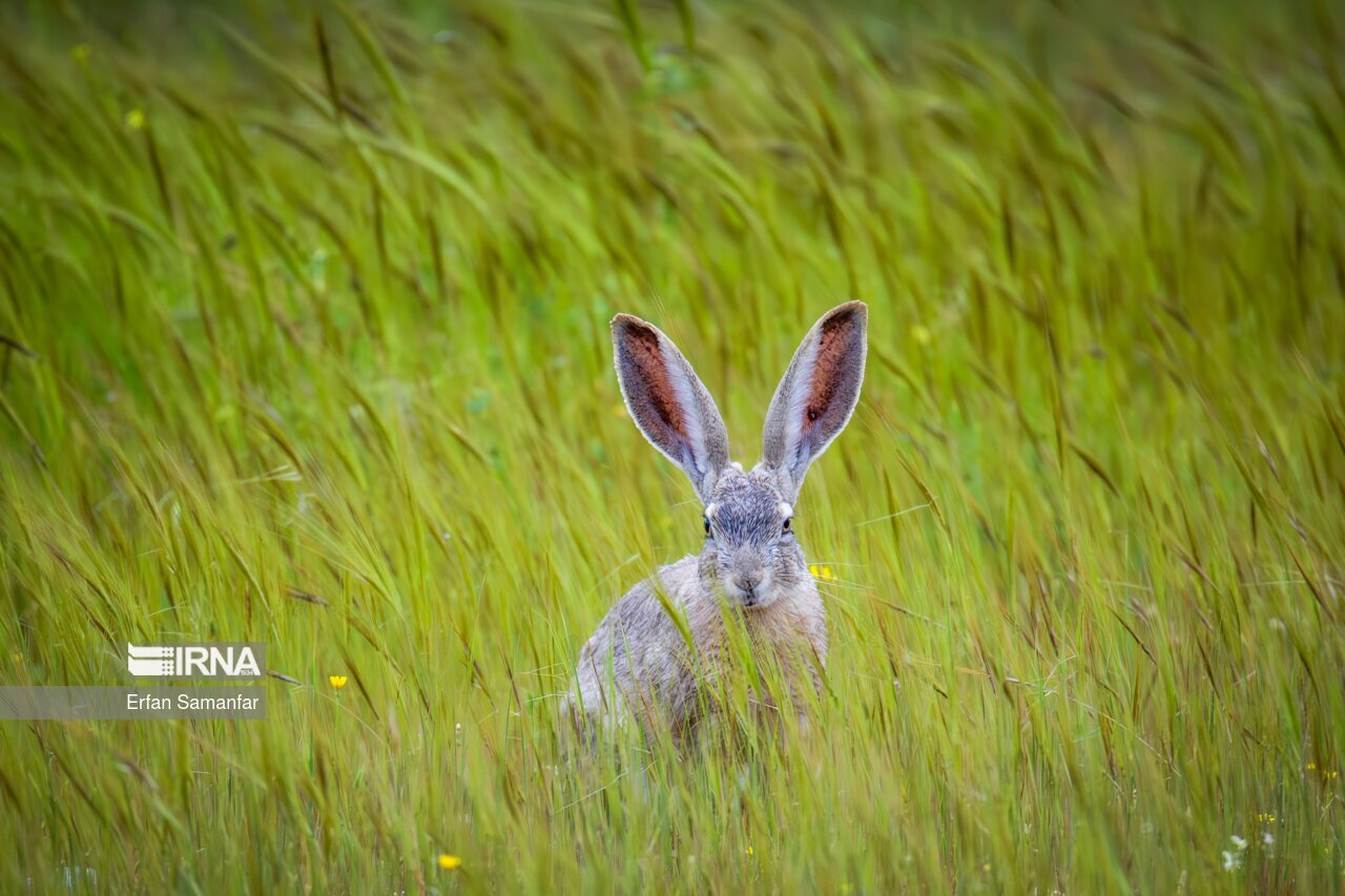 تصاویر: حیات وحش منطقه «چمیم»