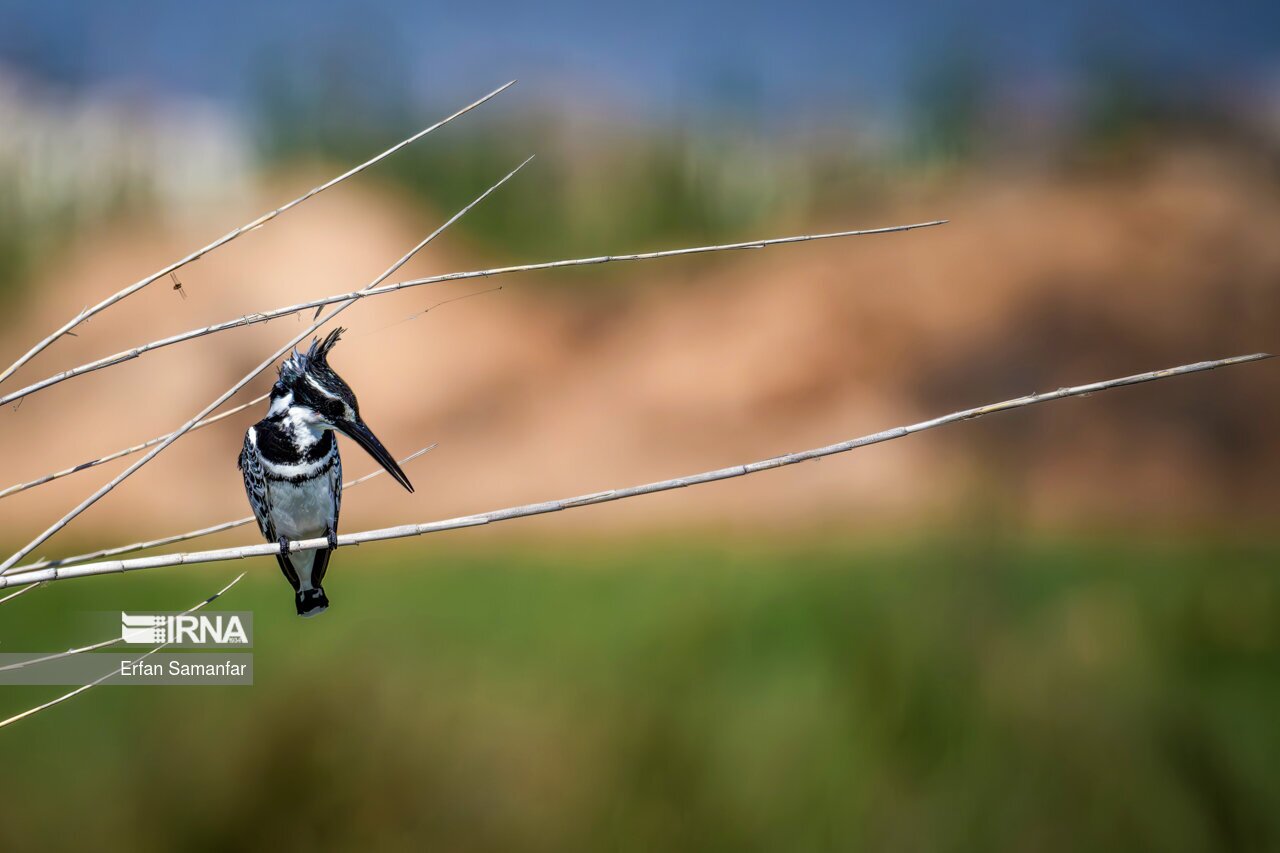 تصاویر: حیات وحش منطقه «چمیم»