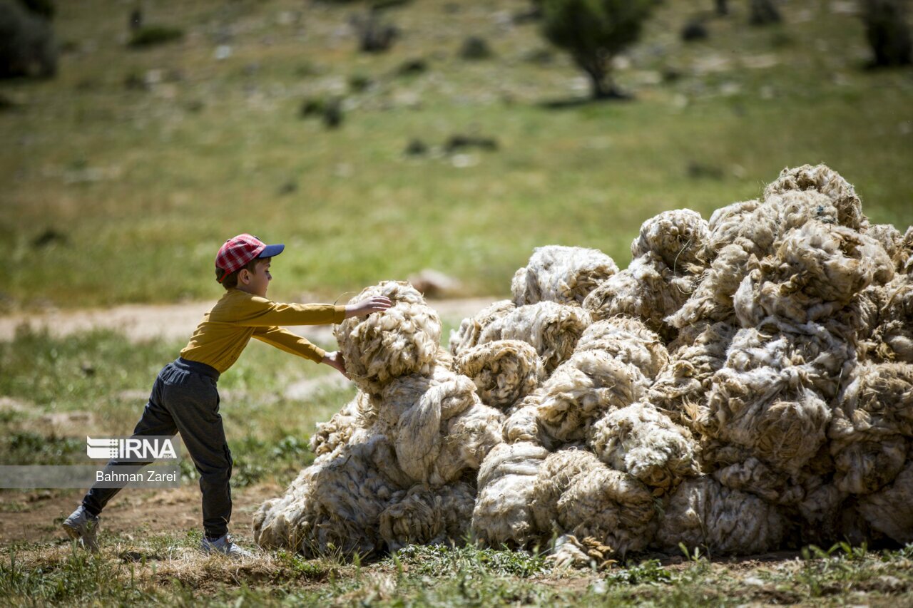 تصاویر: پشم چینی گوسفندان عشایر