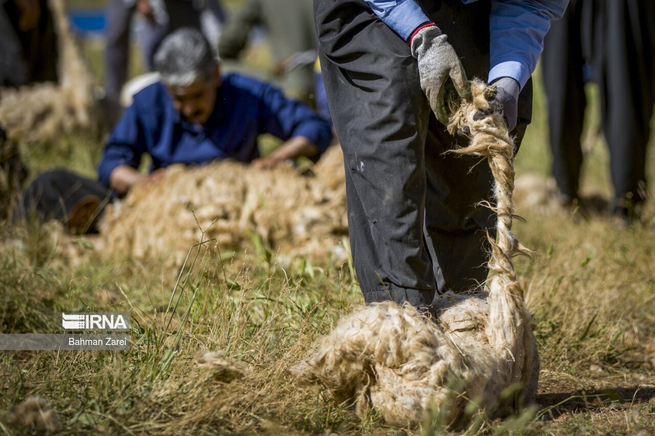 تصاویر: پشم چینی گوسفندان عشایر