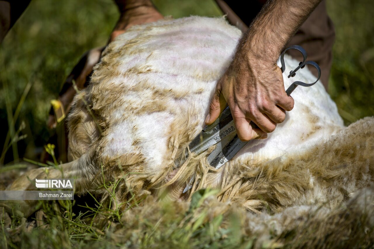 تصاویر: پشم چینی گوسفندان عشایر