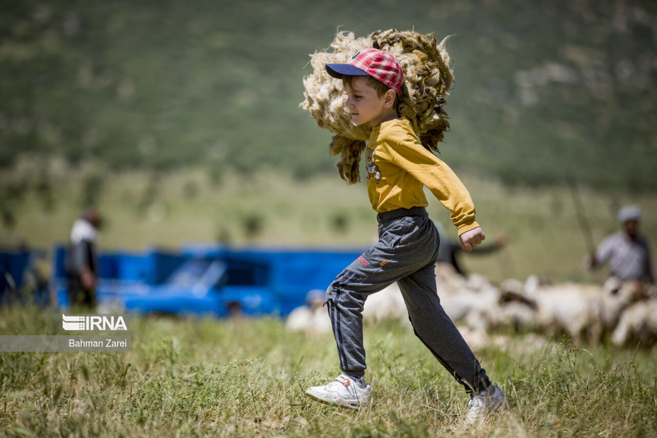 تصاویر: پشم چینی گوسفندان عشایر