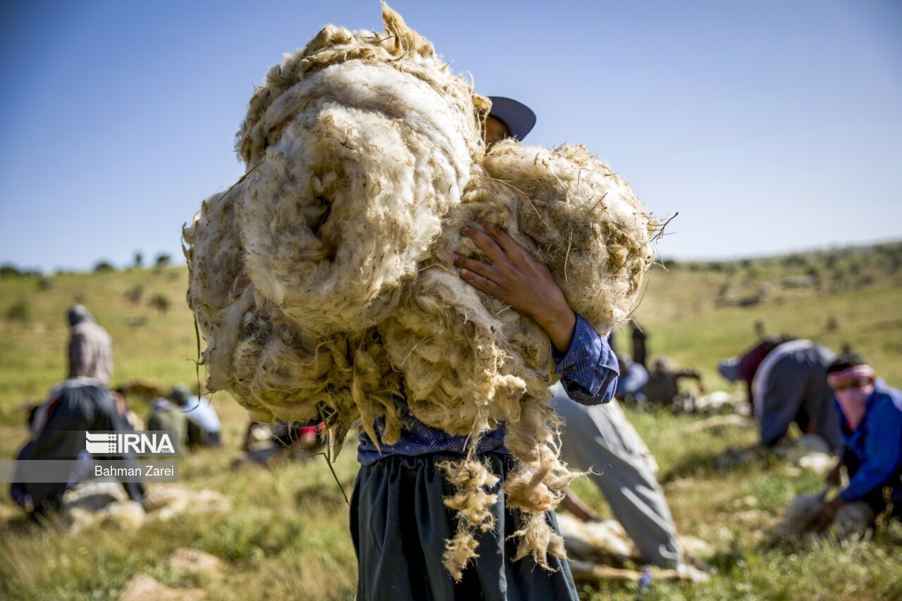 تصاویر: پشم چینی گوسفندان عشایر