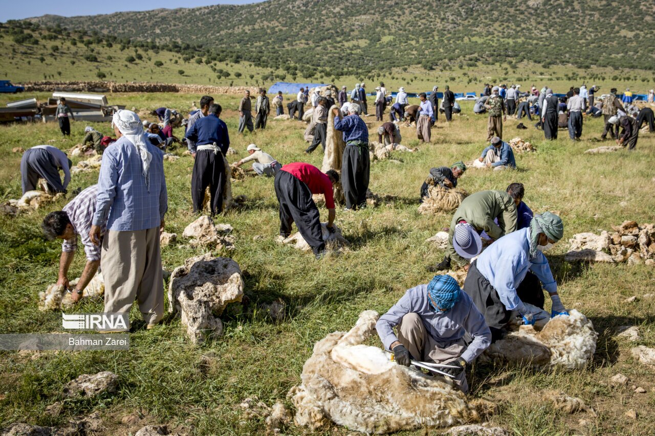 تصاویر: پشم چینی گوسفندان عشایر