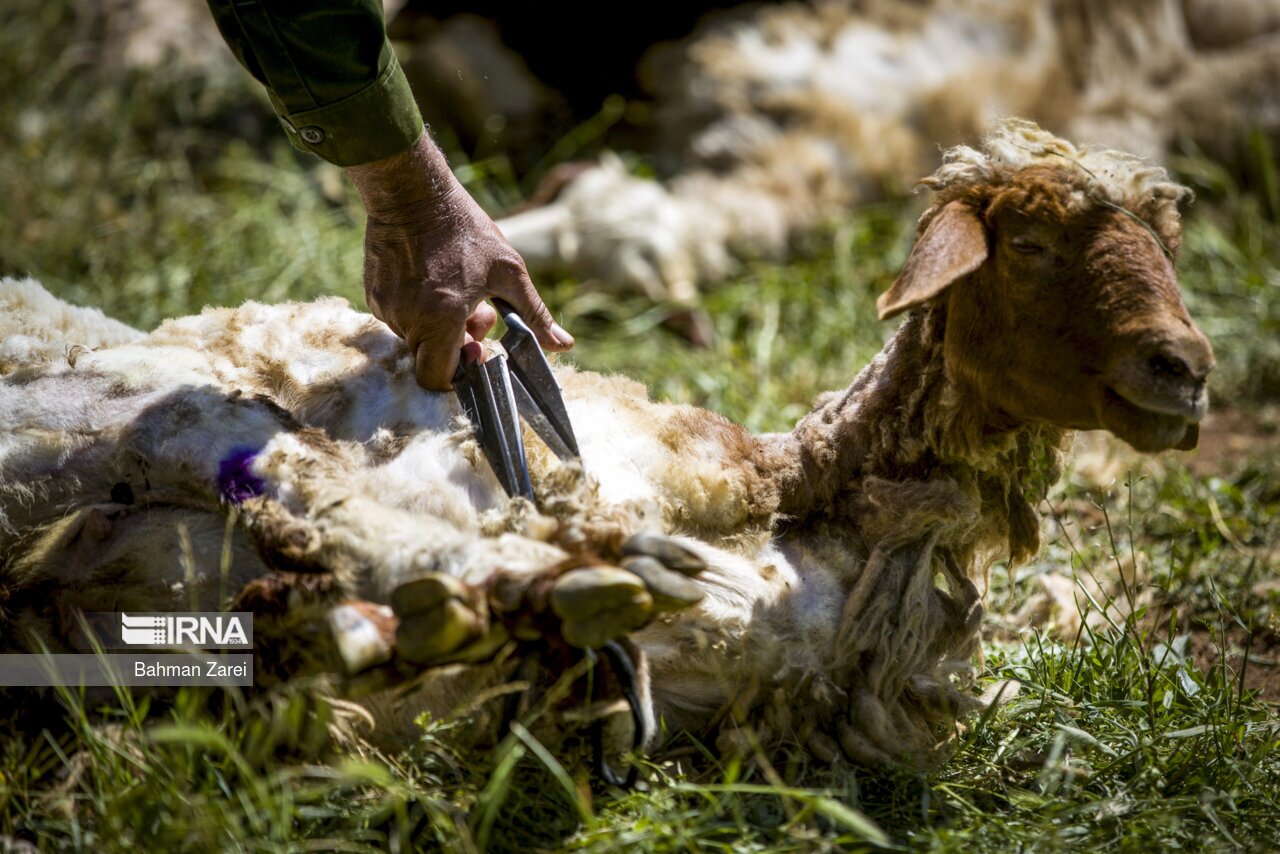 تصاویر: پشم چینی گوسفندان عشایر