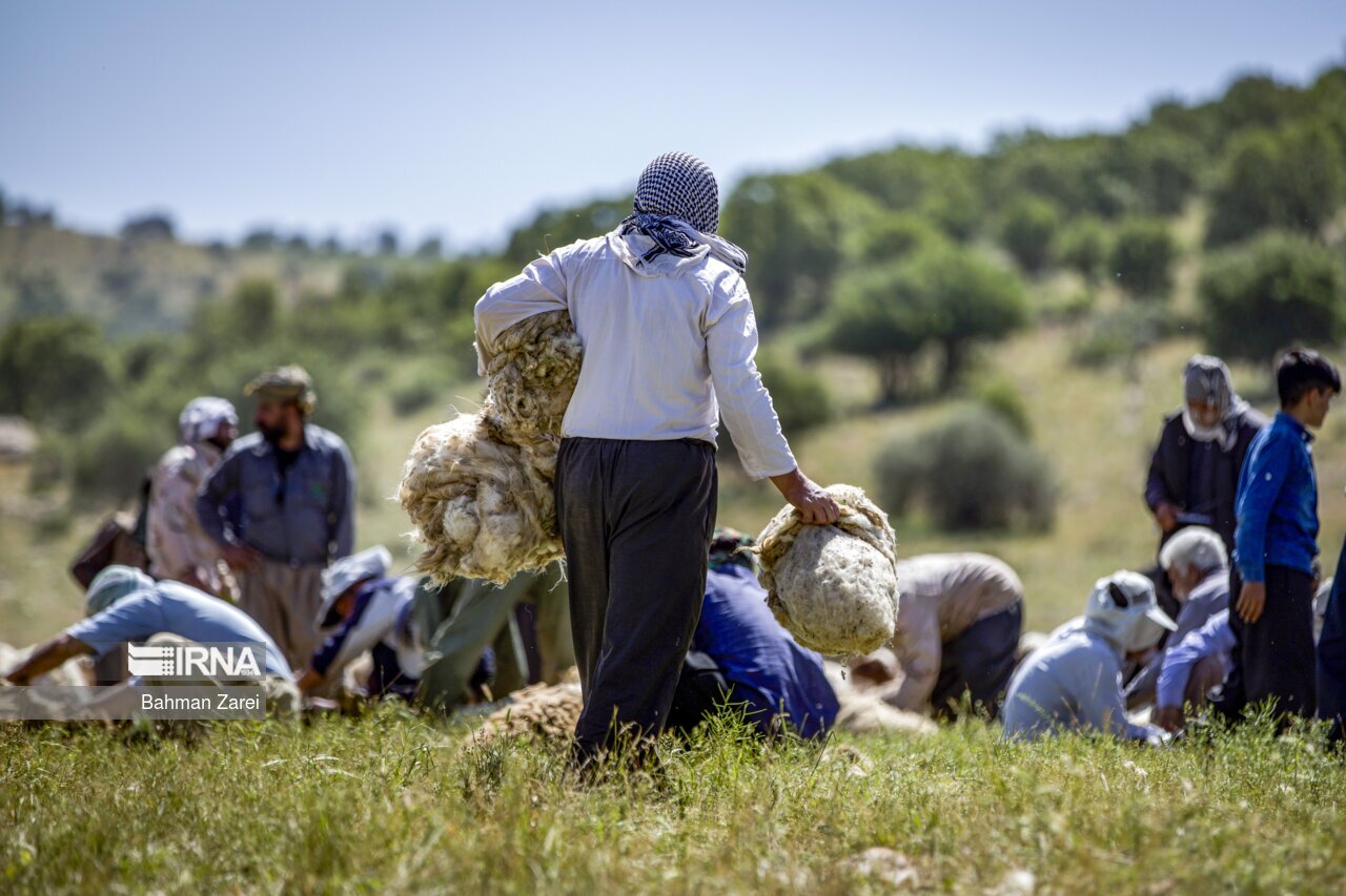 تصاویر: پشم چینی گوسفندان عشایر