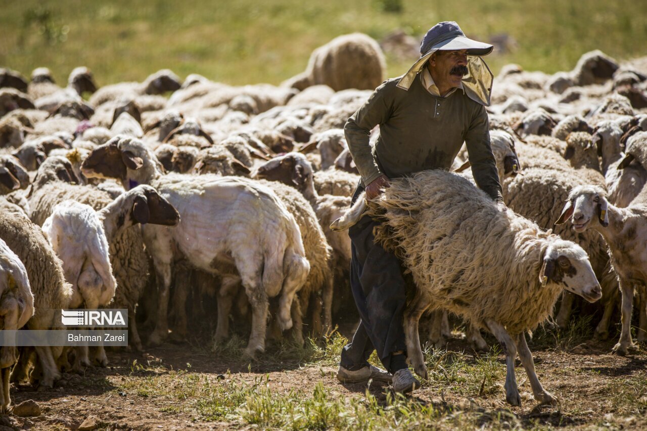 تصاویر: پشم چینی گوسفندان عشایر