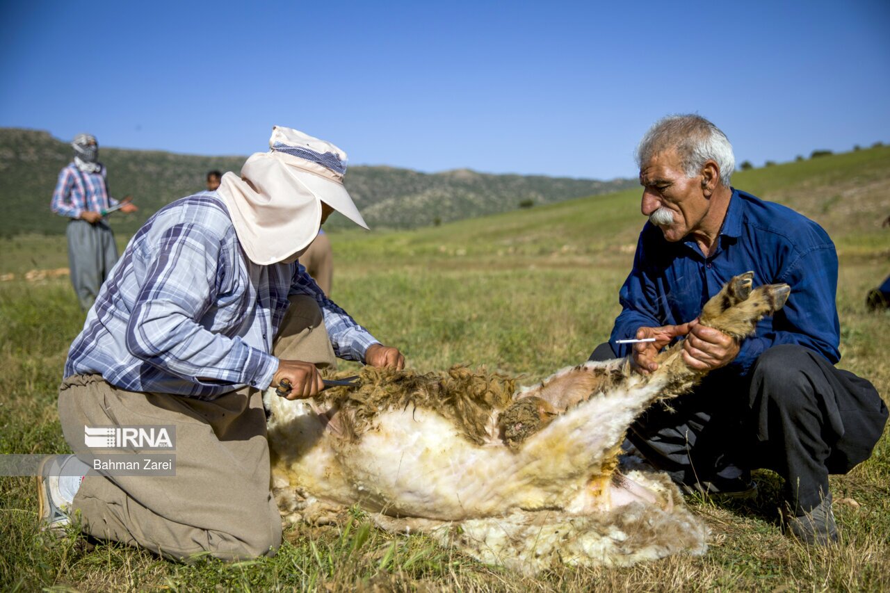 تصاویر: پشم چینی گوسفندان عشایر