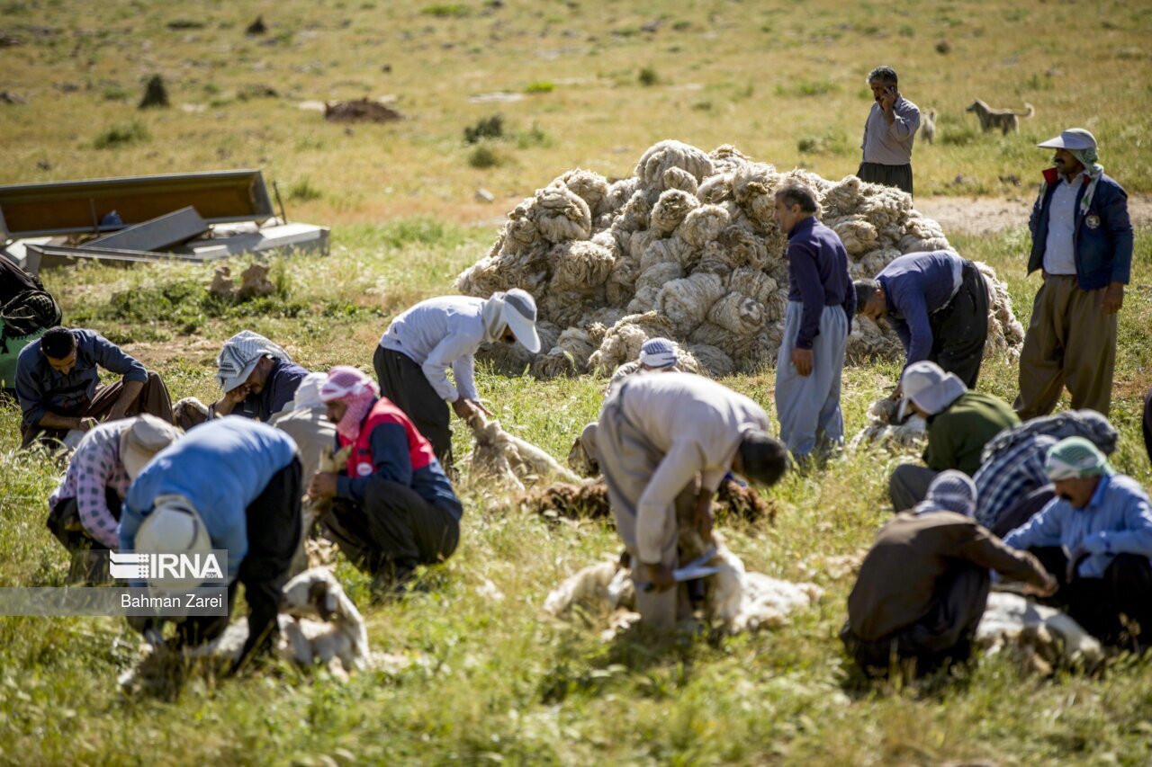 تصاویر: پشم چینی گوسفندان عشایر