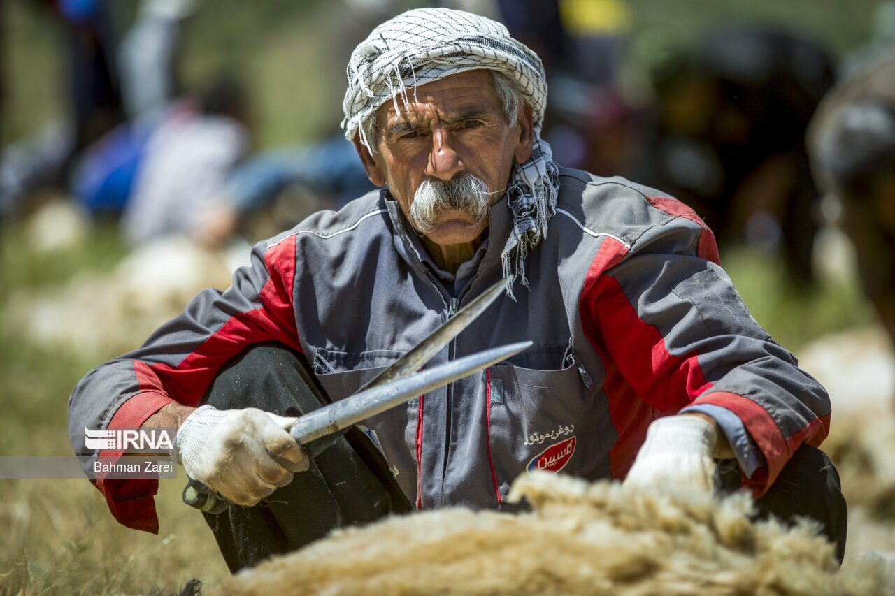 تصاویر: پشم چینی گوسفندان عشایر