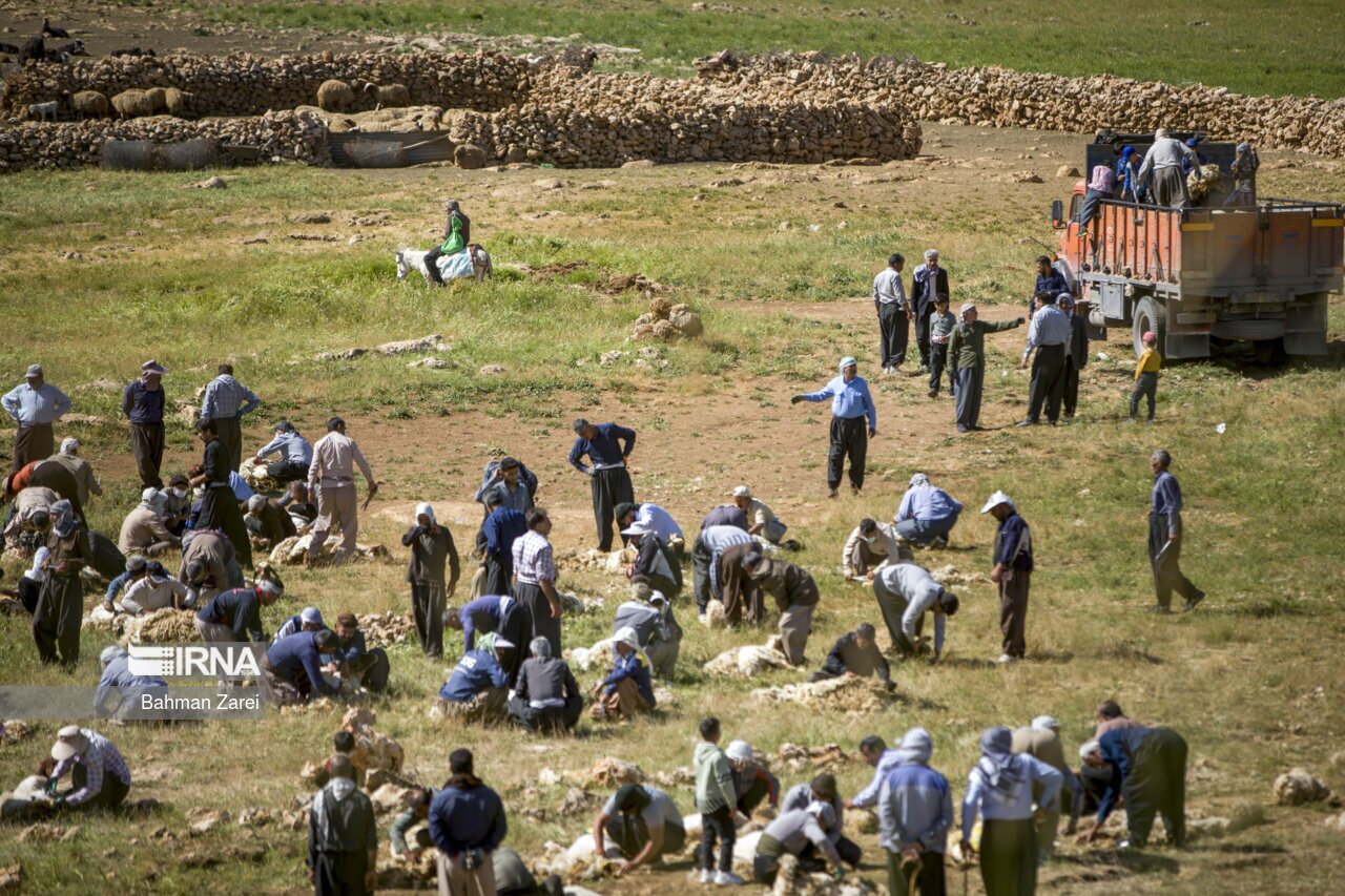 تصاویر: پشم چینی گوسفندان عشایر