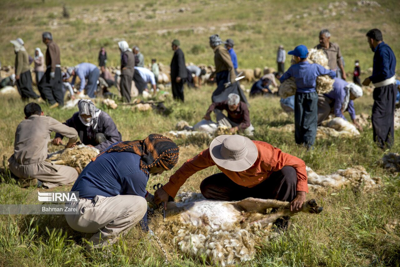 تصاویر: پشم چینی گوسفندان عشایر