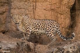 ویدیو ثبت تصویری از پلنگ ایرانی در پارک ملی بموی استان فارس