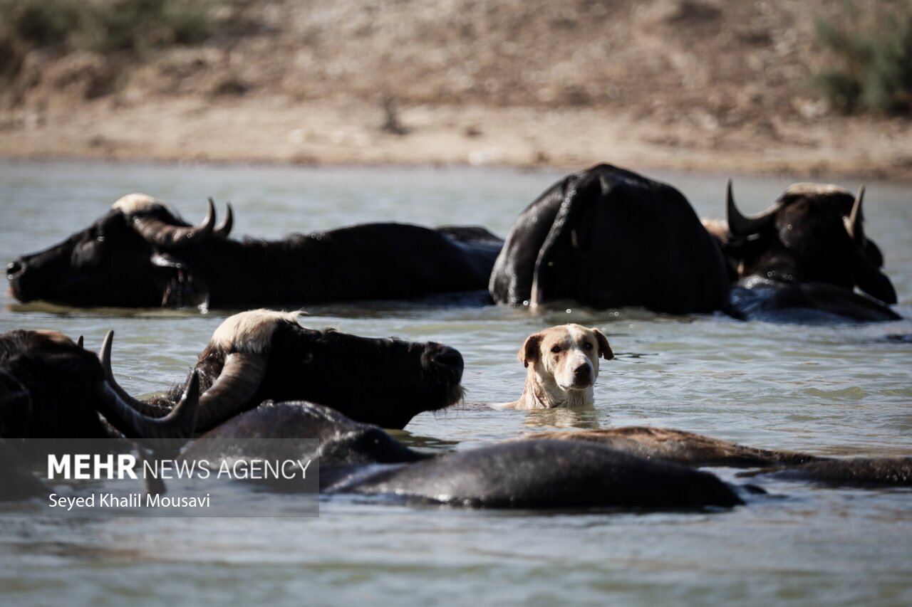 تصاویر: زندگی در کنار گاومیش‌ها