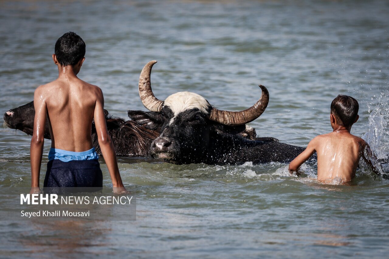 تصاویر: زندگی در کنار گاومیش‌ها