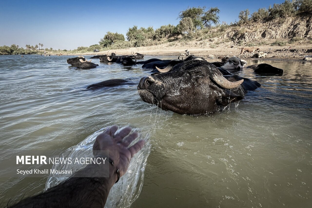 تصاویر: زندگی در کنار گاومیش‌ها