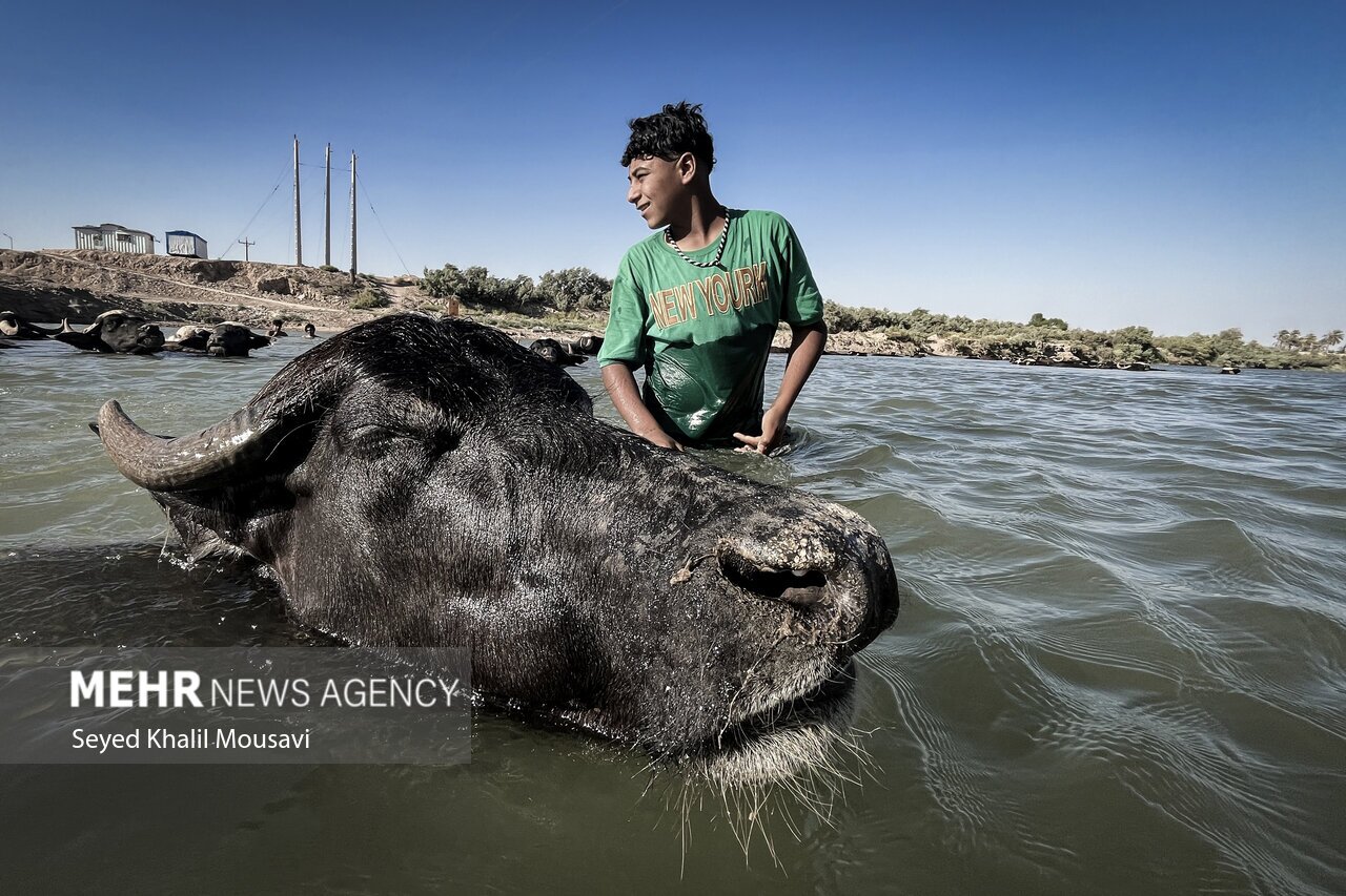 تصاویر: زندگی در کنار گاومیش‌ها