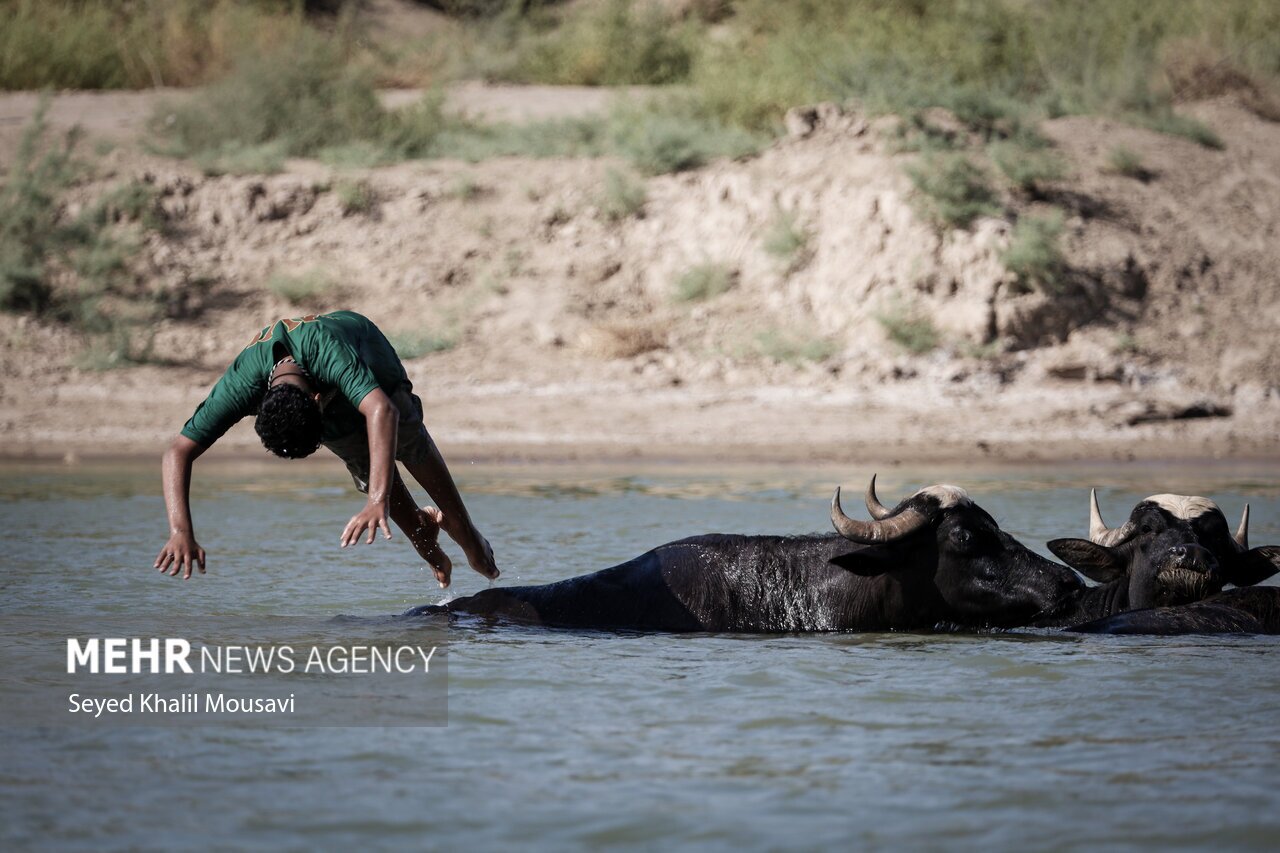 تصاویر: زندگی در کنار گاومیش‌ها