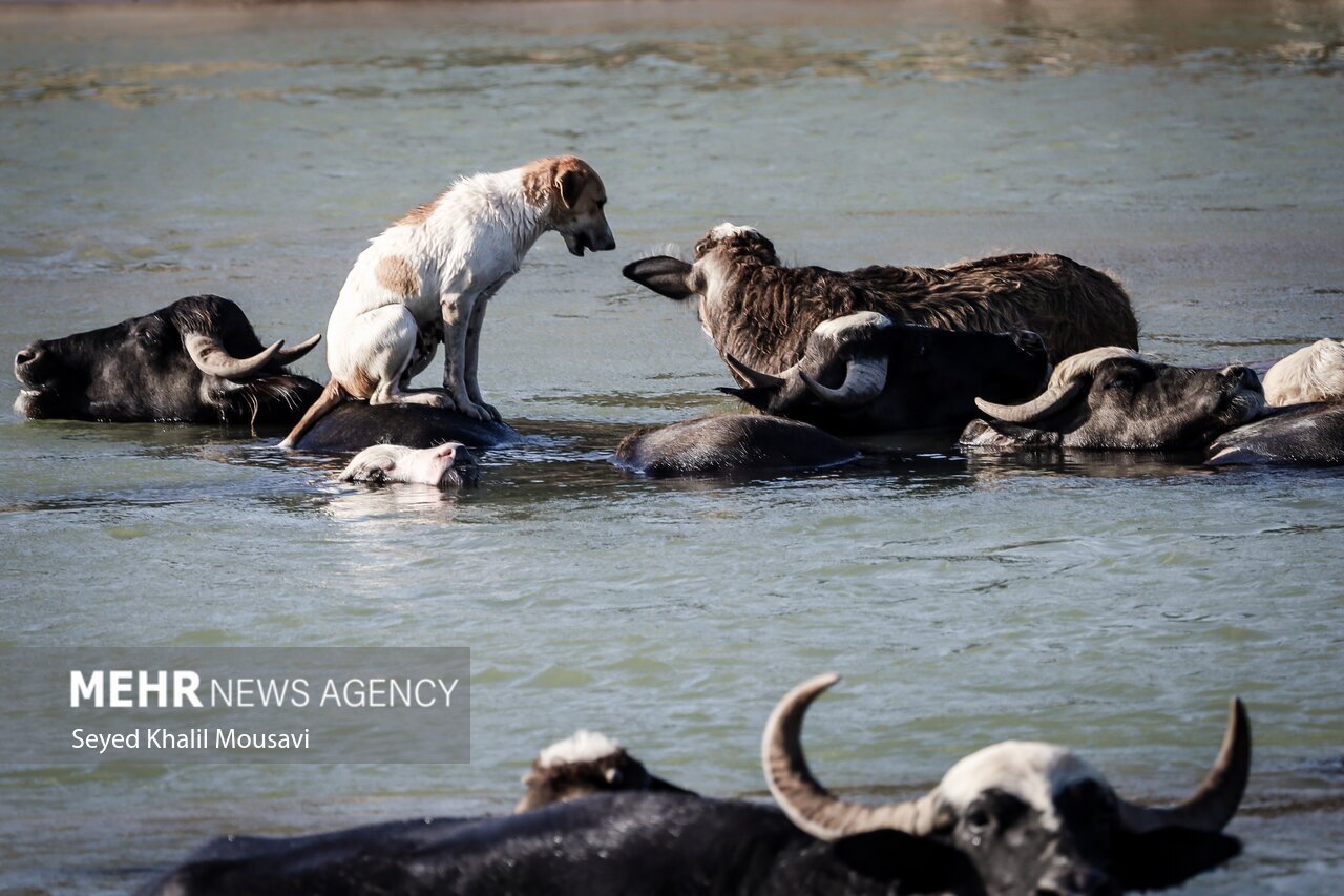 تصاویر: زندگی در کنار گاومیش‌ها
